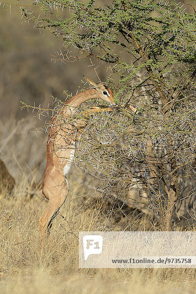 Gerenuk  Giraffengazelle (Litocranius walleri)  Weibchen beim Fressen an einem Busch  auf den hinteren Läufen stehend  Samburu Nationalreservat  Kenia  Afrika