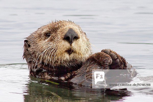 Otter Lutrinae Wasser ruhen Wärme fließen sparen Seetang