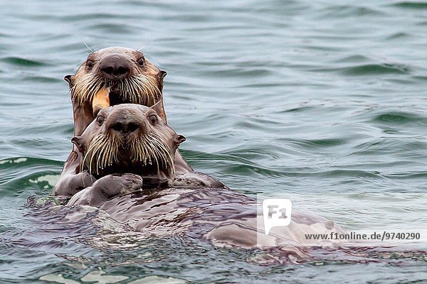 Otter Lutrinae fließen essen essend isst Muschel Welpe Mutter - Mensch