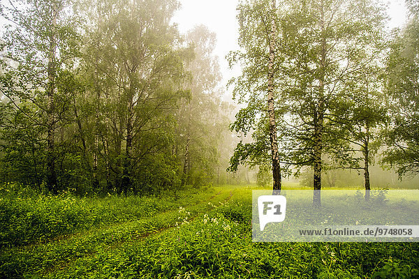 Baum Dunst Wald Strauch