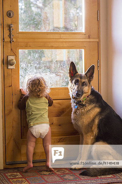 Caucasian baby and dog looking out window