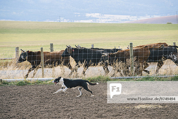 Hund Rind hüten Ranch