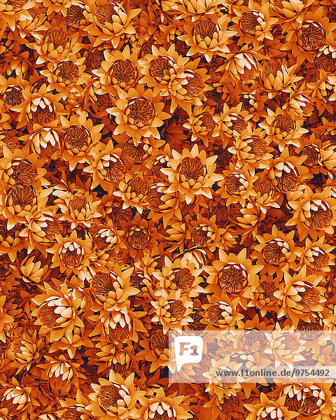 Formatfüllendes Arrangement orangefarbener Lotusblüten