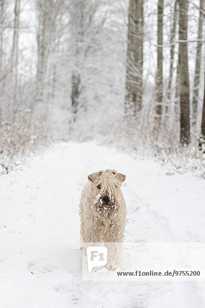Winter, Wald, Hund