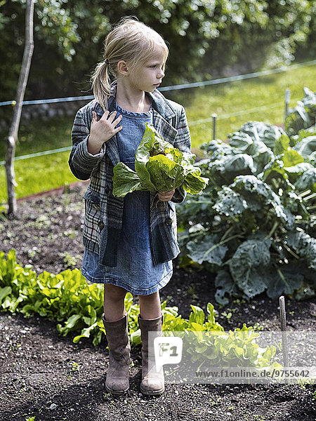 Girl holding lettuce on vegetable patch