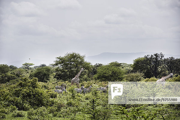 zwischen inmitten mitten Baum Giraffe Giraffa camelopardalis Zebra