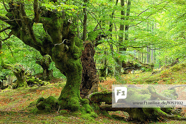 Spanien  Naturpark Gorbea  Buchenwald
