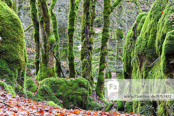Spanien  Naturpark Urbasa-Andia  Moosgewachsene Bäume