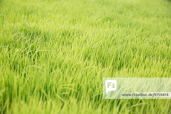 Indonesia  Bali  Green rice seedlings in ricefield