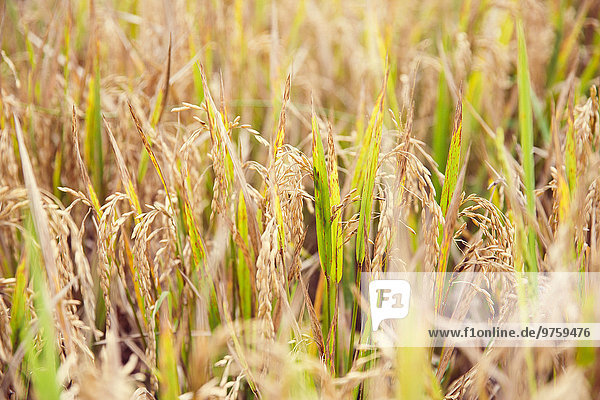 Indonesien  Bali  Nahaufnahme von Reis im Feld