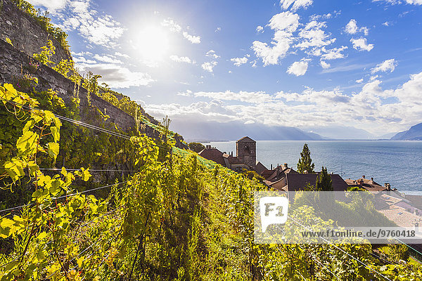 Schweiz  Lavaux  Genfersee  Weinbaugebiet Saint-Saphorin