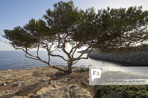 Spanien  Mallorca  zwei Stühle unter einem Baum