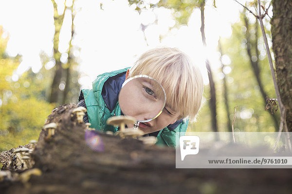 Little boy watching mushrooms with magnifying glass in a forest