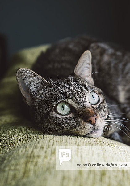 Portrait einer Katze auf einer Couch liegend