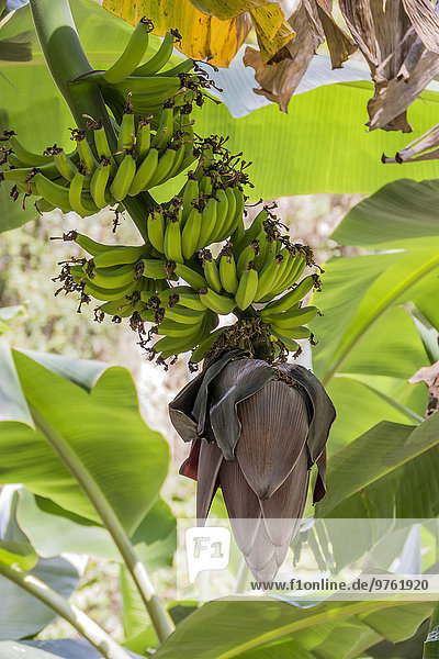 Cuba  banana plant with fruits
