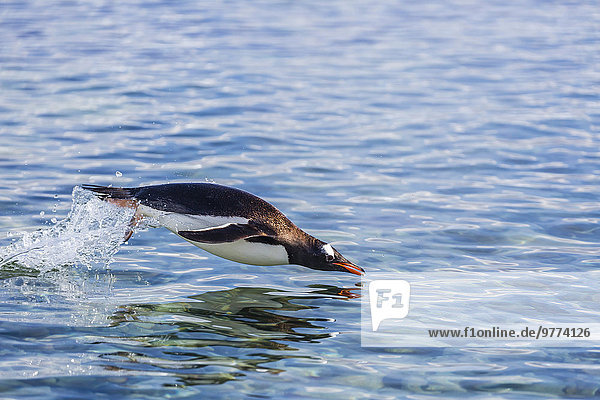 Eselspinguin Pygoscelis papua Langschwanzpinguin Erwachsener Antarktis Pinguin