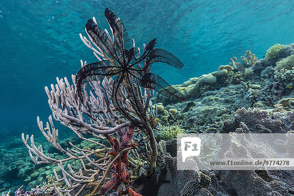 Unterwasseraufnahme unter Wasser Insel Koralle Südostasien Asien hart Indonesien Weichheit