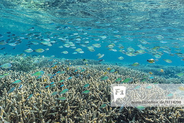 Fisch Pisces Unterwasseraufnahme unter Wasser Insel Koralle Südostasien Asien hart Indonesien Riff Weichheit