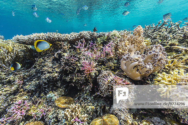 Fisch Pisces Unterwasseraufnahme unter Wasser Insel Koralle Südostasien Asien hart Indonesien Riff Weichheit