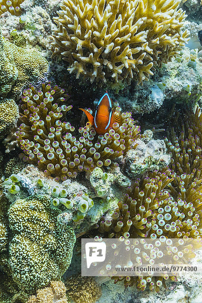 Unterwasseraufnahme unter Wasser Insel Südostasien Hahnenfussgewächs Anemonenfisch Asien Jaco Riff