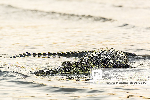 Nationalpark Fluss Jagd ungestüm Pazifischer Ozean Pazifik Stiller Ozean Großer Ozean Salzwasser Erwachsener Australien Krokodil Mitchell Western Australia