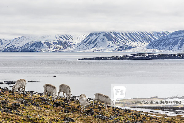 Rentier Rentiere Rangifer tarandus Europa Norwegen Spitzbergen Arktis grasen Skandinavien Svalbard Tundra