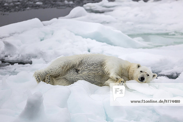 Eisbär Ursus maritimus Europa strecken Meer Eis Norwegen Spitzbergen Erwachsener Arktis Skandinavien Meerenge Svalbard Jahr