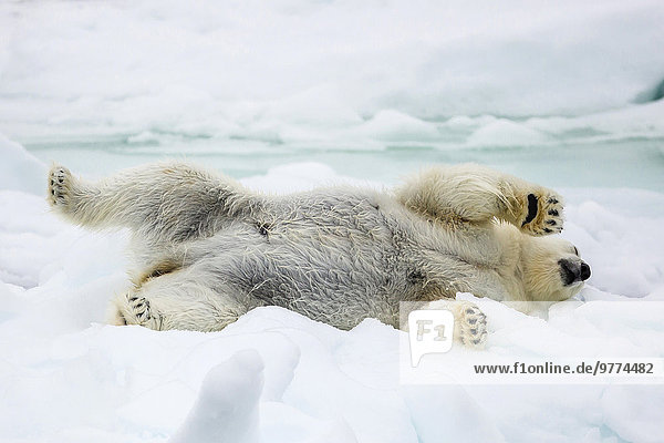 Eisbär Ursus maritimus Europa strecken Meer Eis Norwegen Spitzbergen Erwachsener Arktis Skandinavien Meerenge Svalbard Jahr