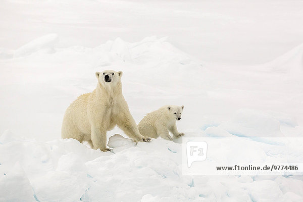 Eisbär Ursus maritimus Europa Meer Eis Norwegen Spitzbergen Mutter - Mensch Arktis Kalb Skandinavien Meerenge Svalbard Jahr