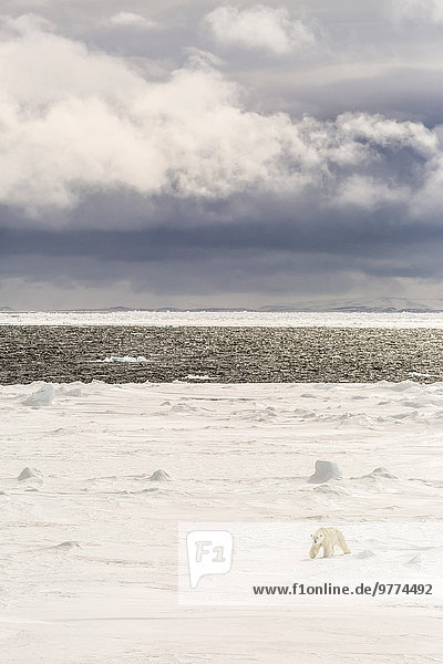 Adult polar bear (Ursus maritimus) on first year sea ice near Cape Fanshawe Spitsbergen Svalbard Arctic Norway Scandinavia Europe