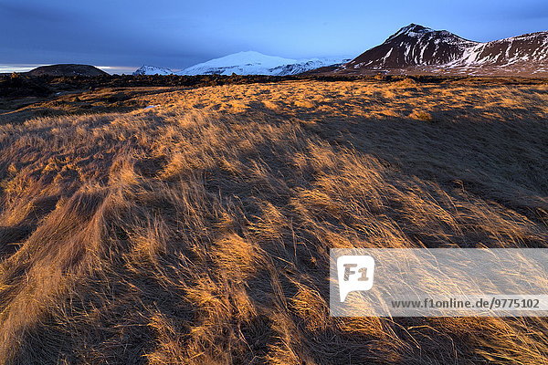 Berg Winter bedecken baden Beleuchtung Licht Landschaft Wiese Budir Weiler Island Halbinsel Snaefellsnes Schnee