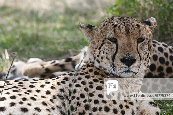 Cheetah (Acinonyx jubatus)  Masai Mara  Kenya  East Africa  Africa
