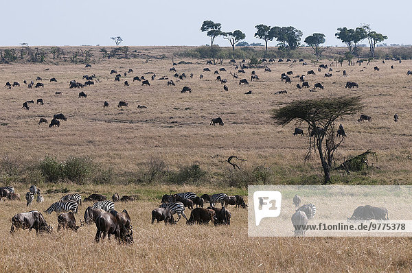 Wildebeest (Connochaetes taurinus)  Masai Mara  Kenya  East Africa  Africa