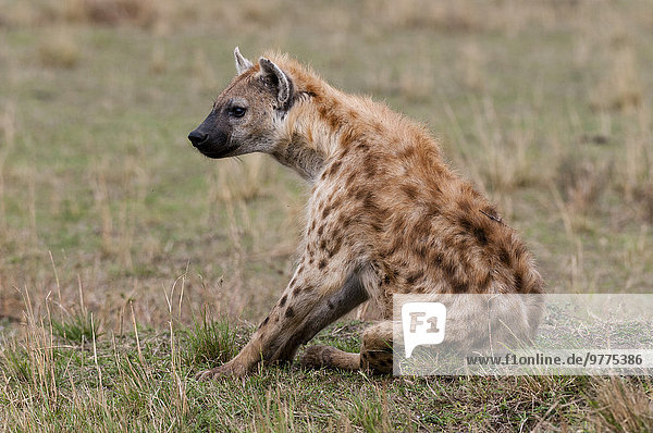 Ostafrika Punkt Masai Mara National Reserve Afrika Hyäne Kenia