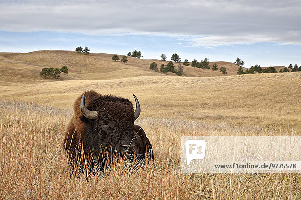 Bison (Bison bison) bull  Custer State Park  South Dakota  United States of America  North America