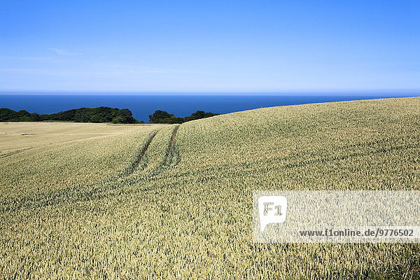 Europa Großbritannien Nutzpflanze reif Weizen Yorkshire and the Humber England Nordsee North Yorkshire Scarborough