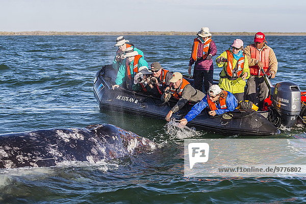 California gray whale (Eschrichtius robustus) with excited whale watchers in Magdalena Bay  Baja California Sur  Mexico  North America