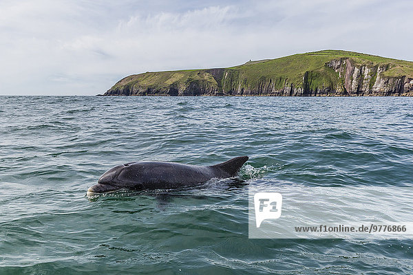 Delphin Delphinus delphis nahe Europa Liebe Name Kerry County Großer Tümmler Große Tursiops truncatus Erwachsener Dingle Dalbe Halbinsel