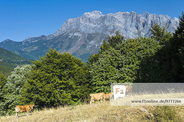Europa Berg Herde Herdentier Rind Wiese