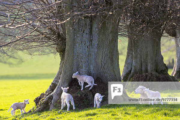 Lamm Europa Großbritannien Schaf Ovis aries Cotswolds Widder - Sternzeichen England Gloucestershire