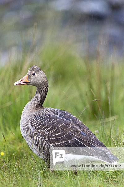 Binnenhafen Europa Großbritannien Graugans Anser anser Gans Hebriden Isle of Mull Schottland