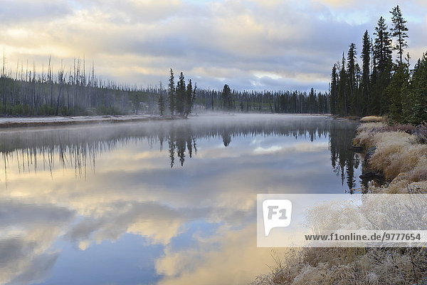 Regenerating trees reflected in a frosty and misty Lewis River at dawn  Yellowstone National Park  UNESCO World Heritage Site  Wyoming  United States of America  North America