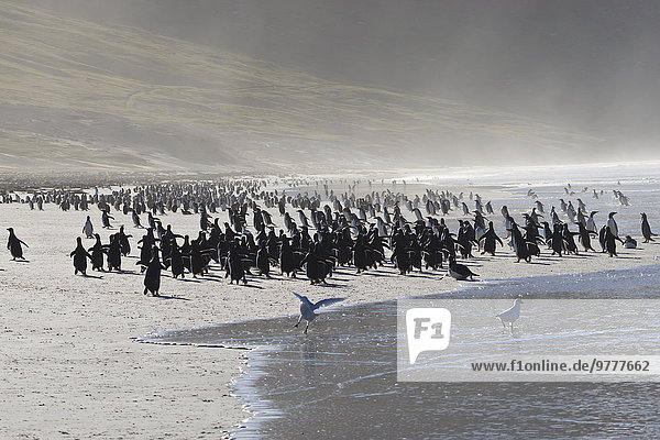 Spritzer Meer Eselspinguin Pygoscelis papua Langschwanzpinguin Falklandinseln Pinguin Südamerika