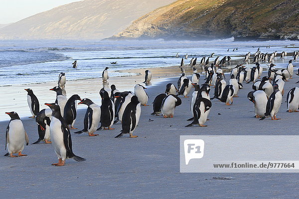 Kaiserpinguin Aptenodytes forsteri rollen Strand Abend Eselspinguin Pygoscelis papua Langschwanzpinguin Falklandinseln Südamerika