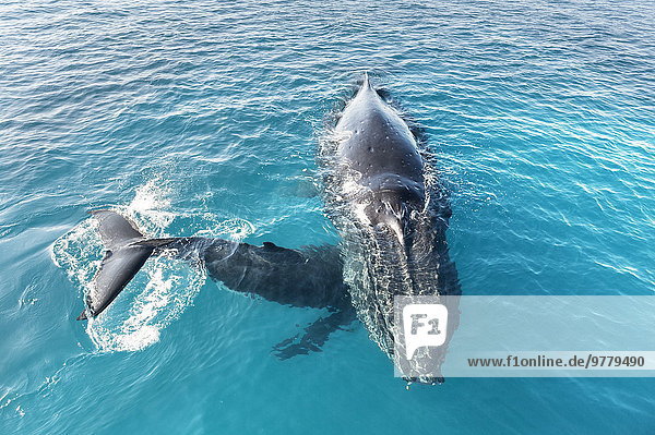 Pazifischer Ozean Pazifik Stiller Ozean Großer Ozean Wal Mutter - Mensch Australien Kalb Queensland