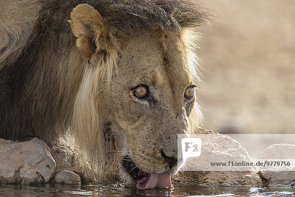 Lion (Panthera leo) drinking Kgalagadi Transfrontier Park South Africa Africa