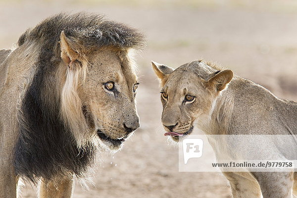 Südliches Afrika Südafrika Raubkatze Stolz Erwachsener Afrika Löwe - Sternzeichen