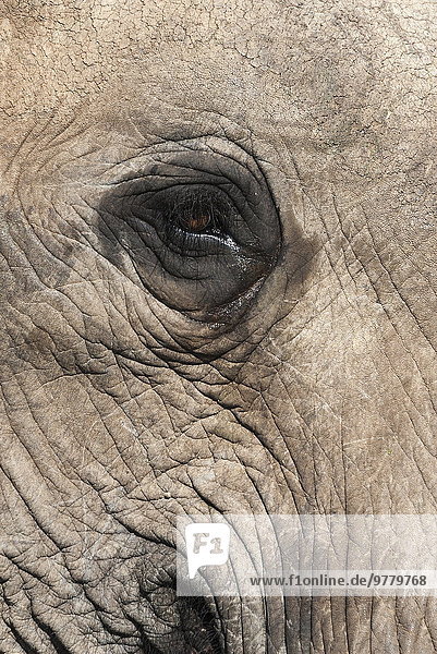 Südliches Afrika Südafrika Elefant Afrika