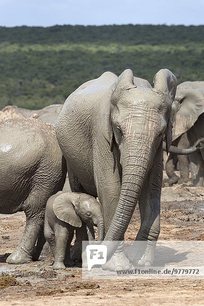 Südliches Afrika Südafrika Elefant Mutter - Mensch Afrika Baby Eastern Cape Ostkap Wasserstelle