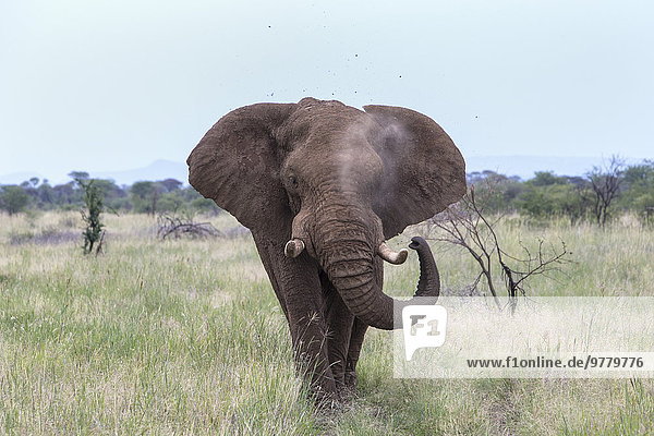 Südliches Afrika Südafrika Bulle Stier Stiere Bullen Elefant Afrika